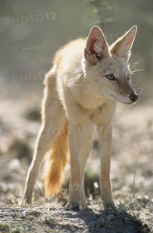 Black-backed Jackal (Canis mesomelas) with pigmentary abnormality of the fur
