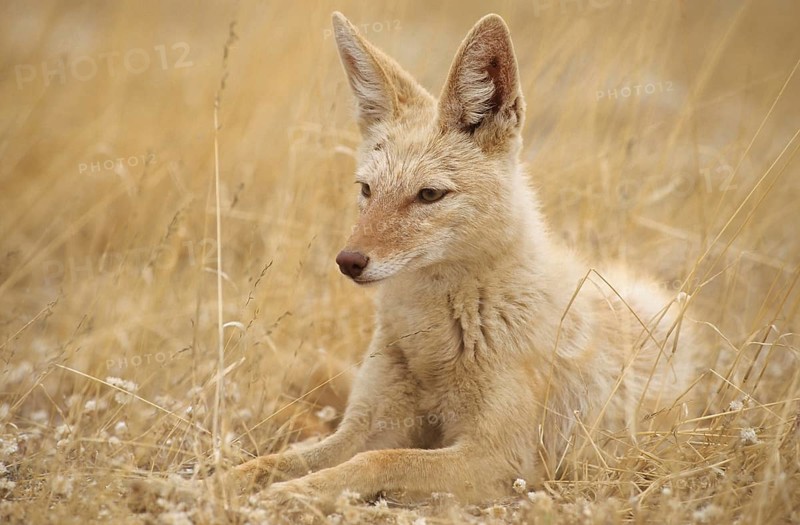 Black-backed Jackal (Canis mesomelas) with pigmentary abnormality of the fur