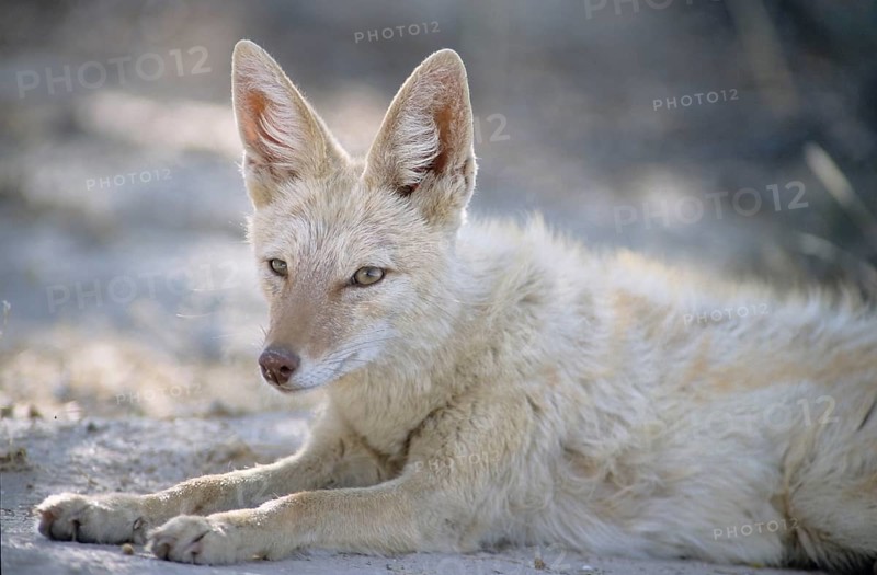 Black-backed Jackal (Canis mesomelas) with pigmentary abnormality of the fur