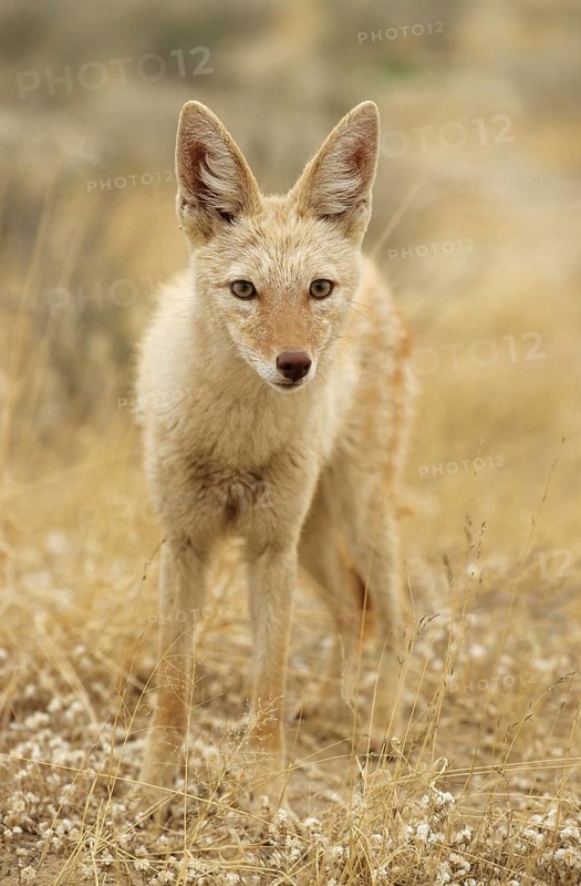 Black-backed Jackal (Canis mesomelas) with pigmentary abnormality of the fur