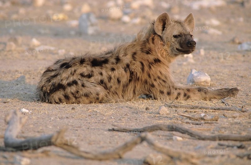 Spotted Hyena (Crocuta crocuta)