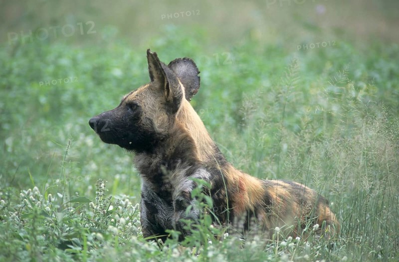African Wild Dog (Lycaon pictus)