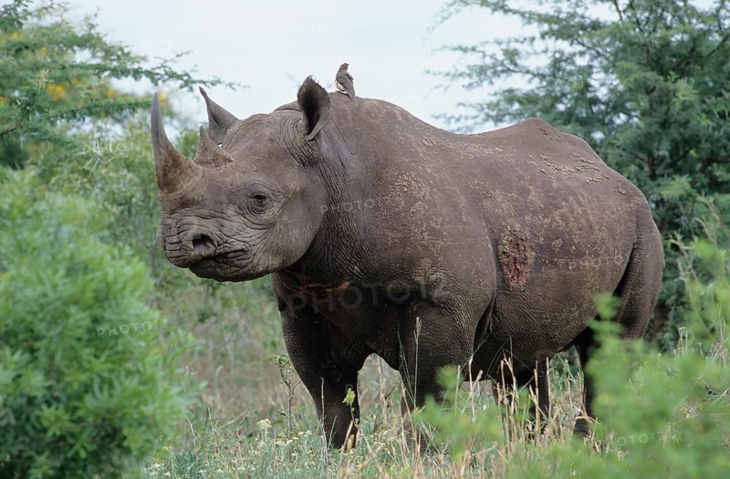 Black Rhinoceros or Hook-lipped Rhinoceros (Diceros bicornis)