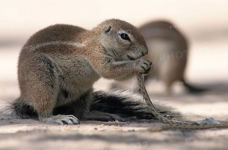 Cape ground squirrel (Xerus inauris) eating a small snake