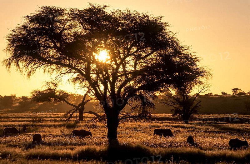 Sunset in the Nossob Valley with Gemsboks (Oryx gazella)