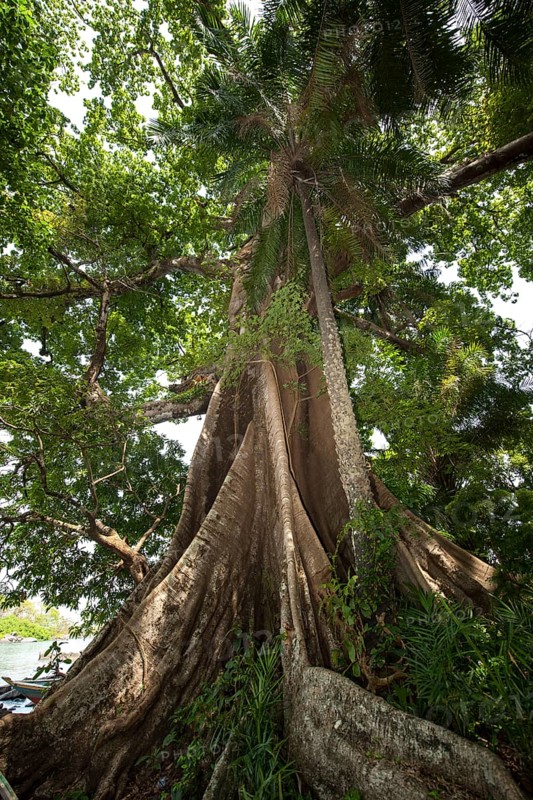 Tree with buttress roots