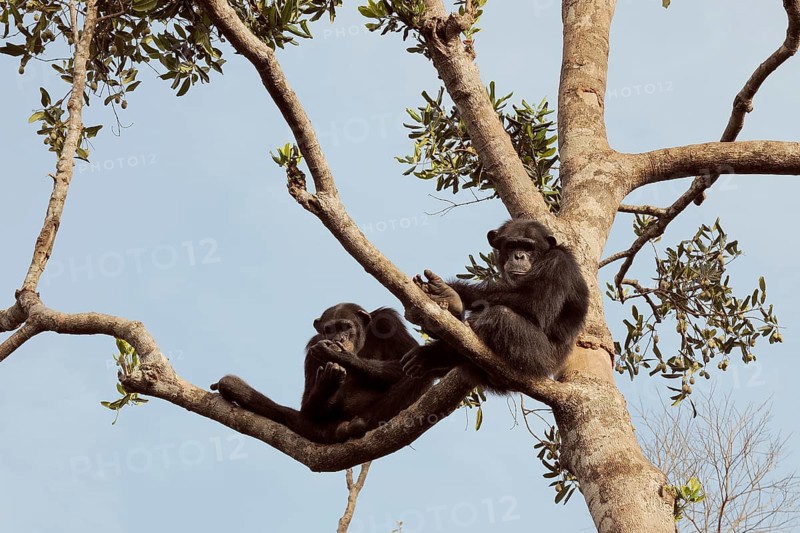 Chimpanzees (Pan troglodytes) sitting on a tree