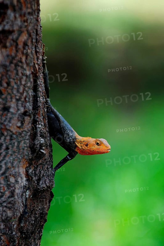 Common Agama (Agama agama)