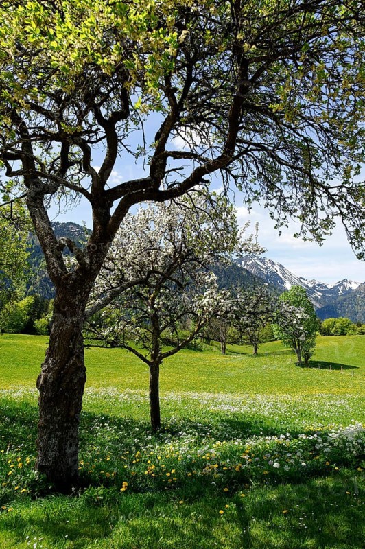 Meadows and flowering fruit trees in spring