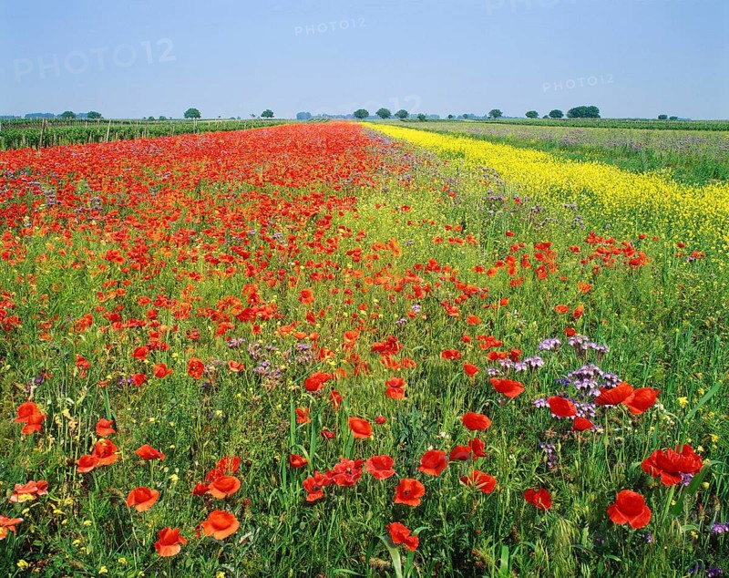 Field of Poppies