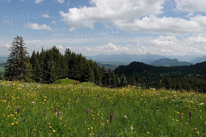 Flower meadow with March Orchids