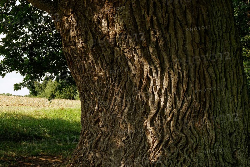 Old Oak trunk