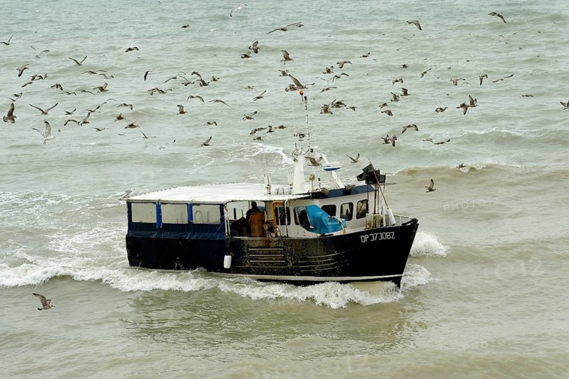 Seagulls swarming around a fishing boat
