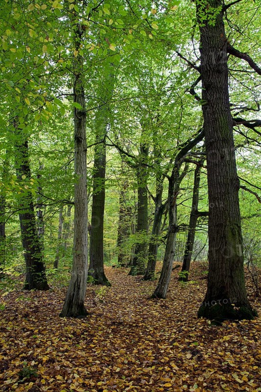 Deciduous forest at Feensteig
