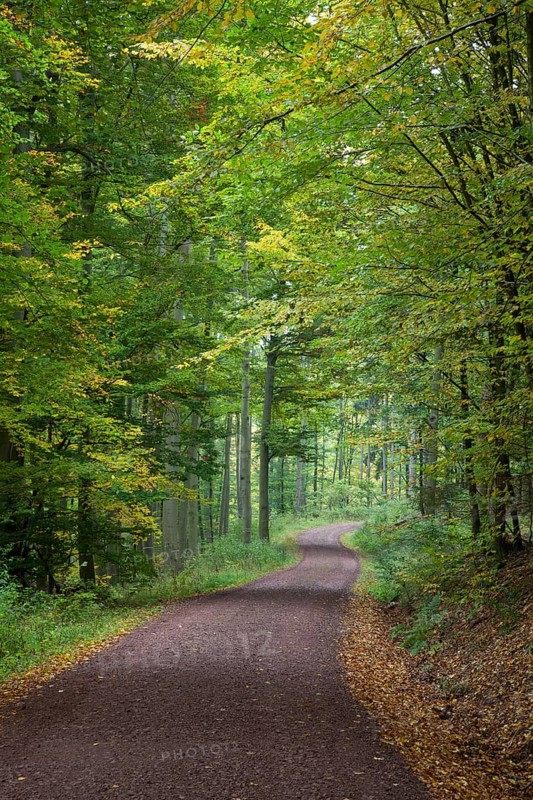 Hiking trail through a hardwood forest along the Rennsteig ridge walk