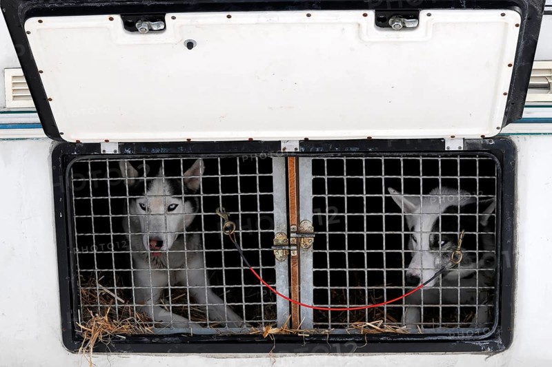 Siberian Huskies behind bars in a transport vehicle