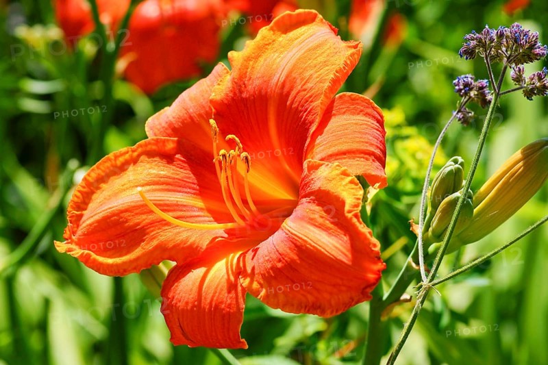 Lily (Lilium sp.)