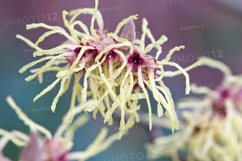 Witch Hazel (Hamamelis mollis 'Pallida')