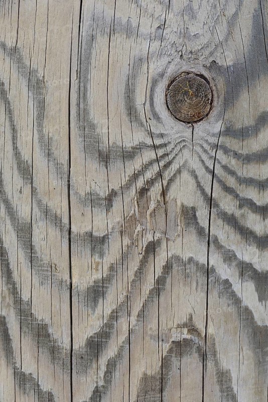 Wood grain of a Scots pine (Pinus sylvestris)