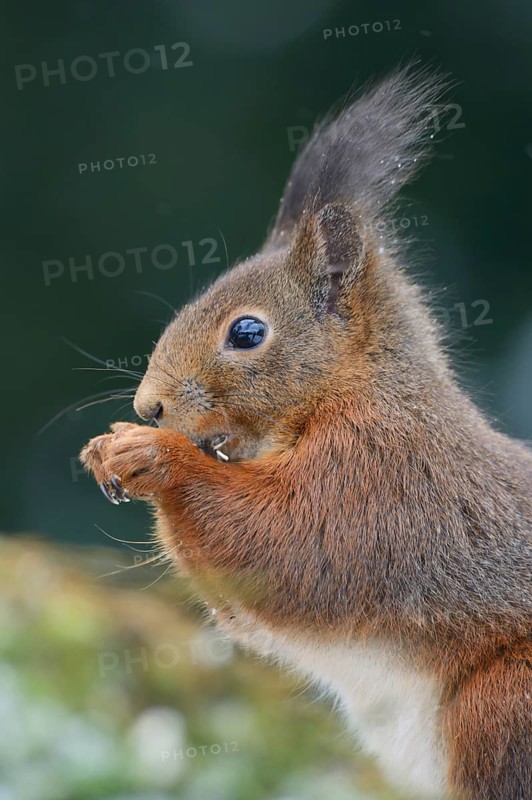 Squirrel (Sciurus vulgaris) eating sunflower seeds