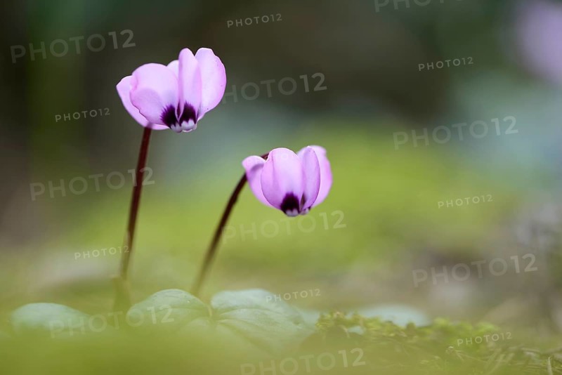 Flowering Spring Cyclamen or Spring Alpine Violet (Cyclamen coum album)