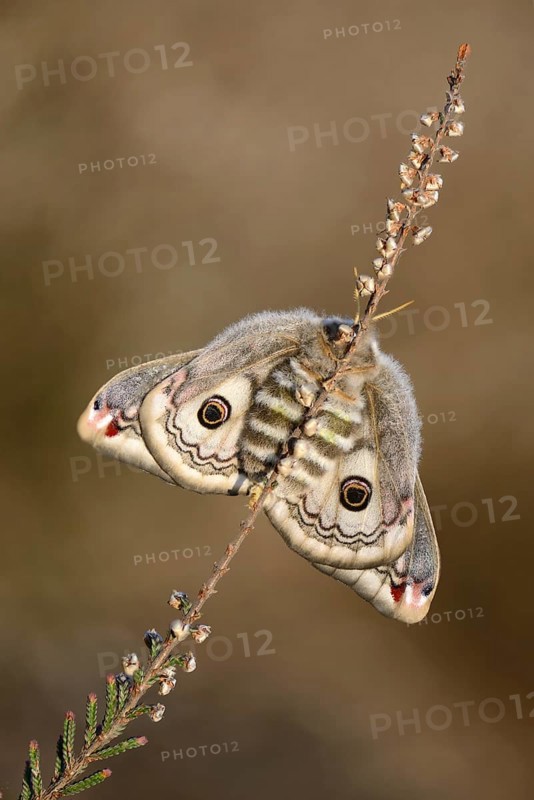 Small Emperor Moth (Saturnia pavonia)