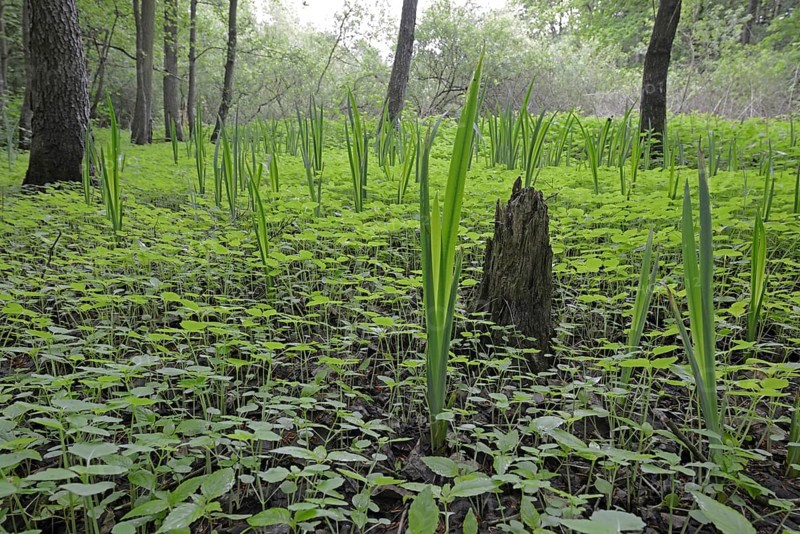Riparian forest