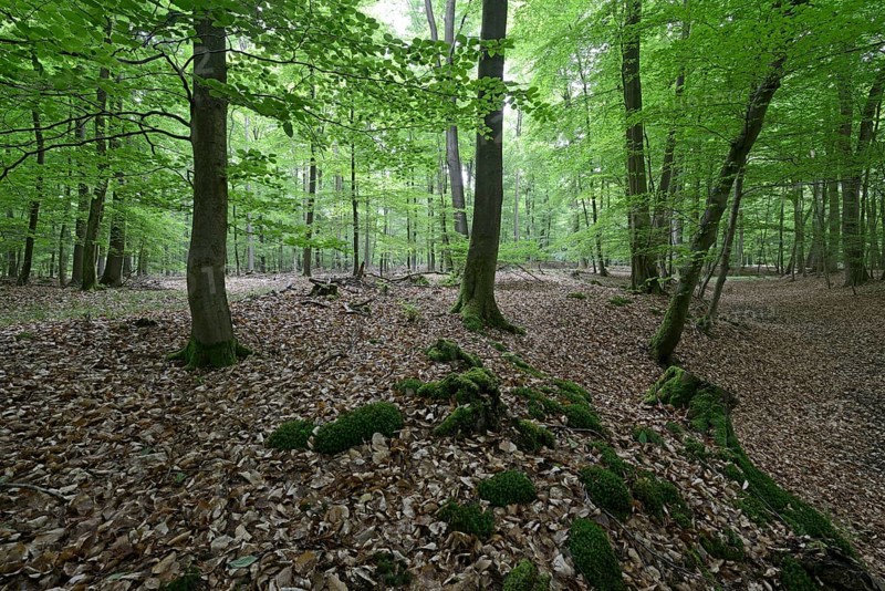Riparian forest
