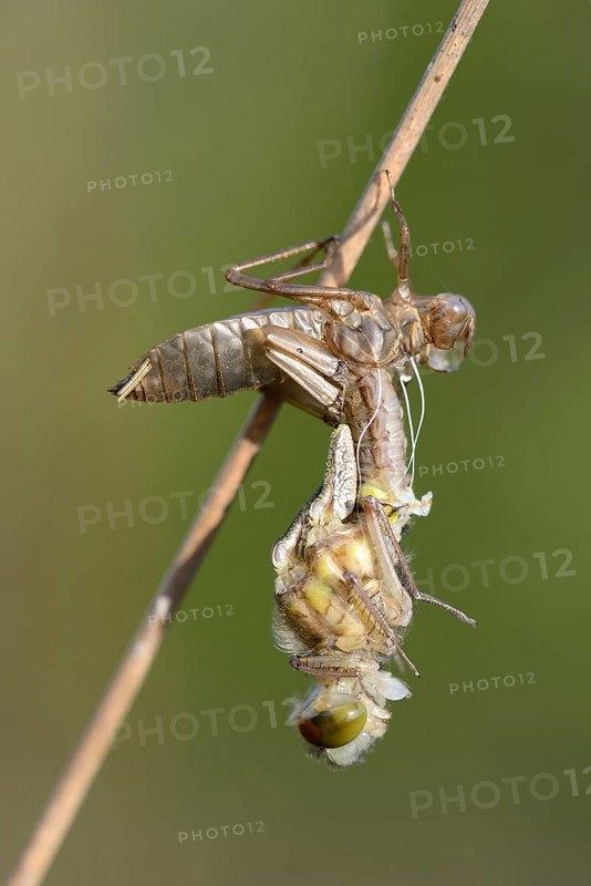 Small Darter (Leucorrhinia dubia)