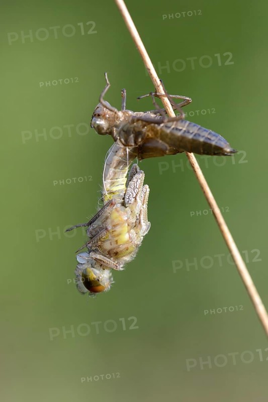 Small Darter (Leucorrhinia dubia)