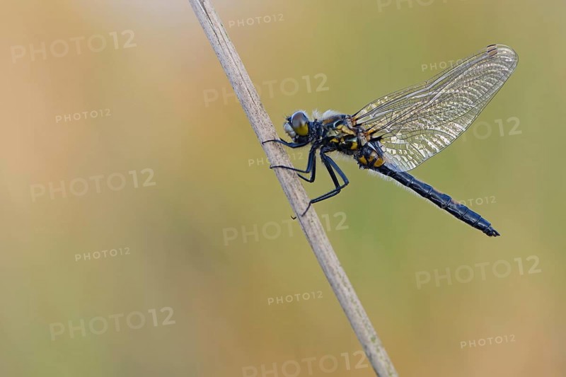 Nordic Ruby Whiteface (Leucorrhinia rubicunda)