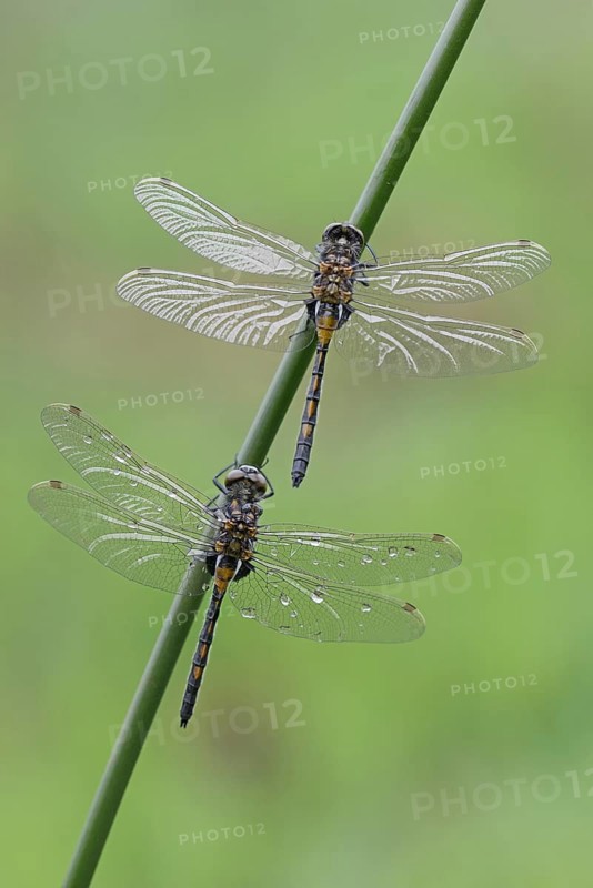 Nordic Ruby Whiteface (Leucorrhinia rubicunda)