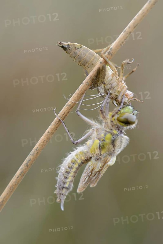 Nordic Ruby Whiteface (Leucorrhinia rubicunda)