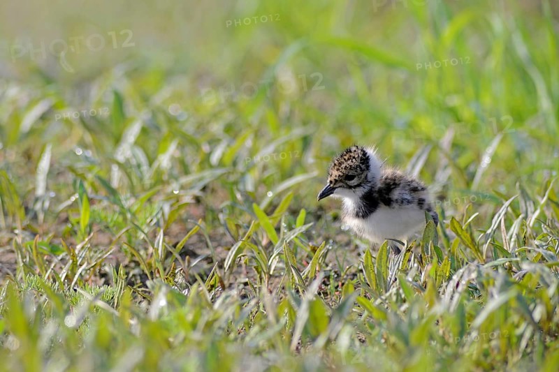 Lapwing