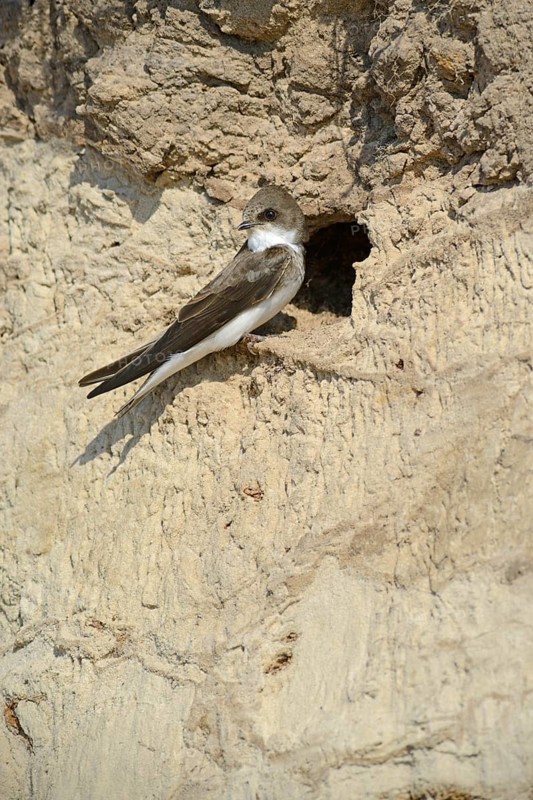 Sand Martin (Riparia riparia) outside a breeding cave