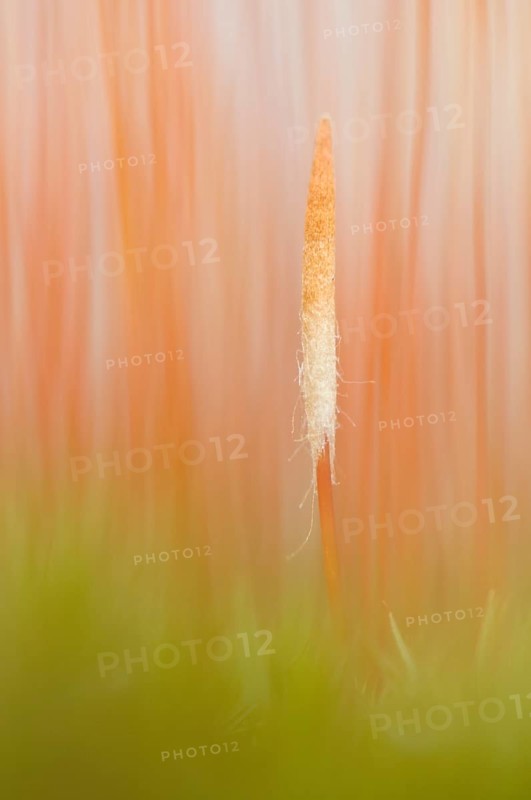 Bank Haircap Moss (Polytrichum formosum)