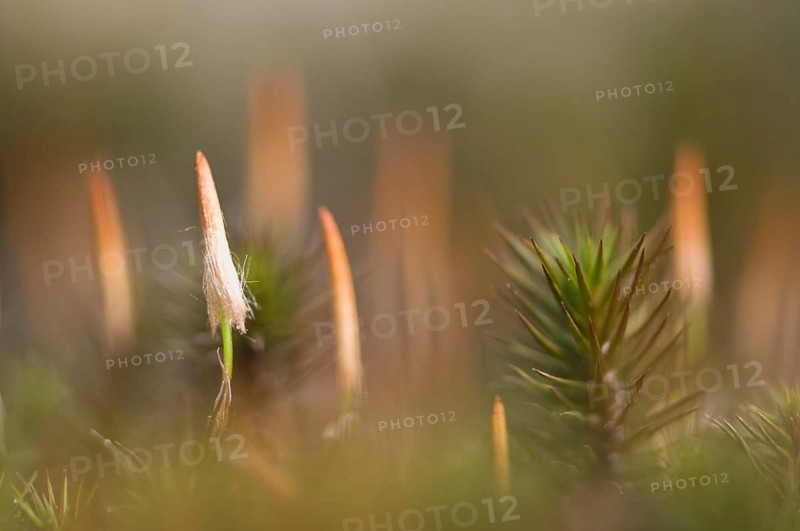 Bank Haircap Moss (Polytrichum formosum)