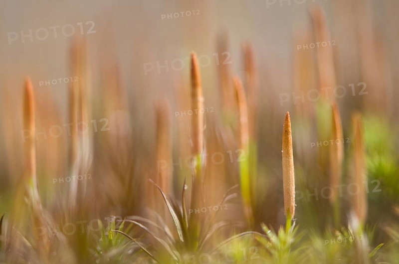 Bank Haircap Moss (Polytrichum formosum)