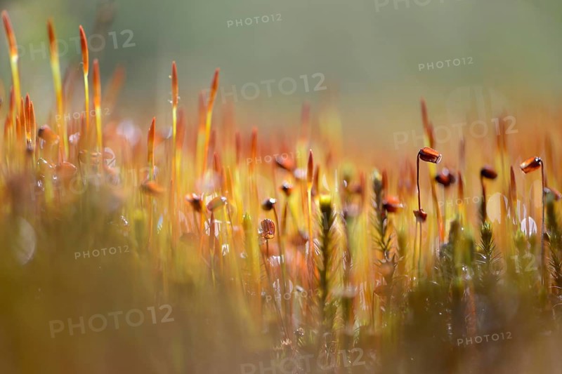 Bank Haircap Moss (Polytrichum formosum)