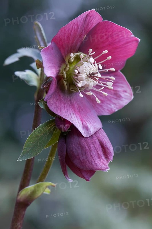 Lenten Rose (Helleborus hybrid)