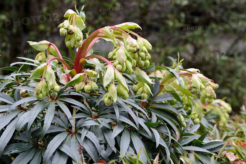 Stinking Hellebore