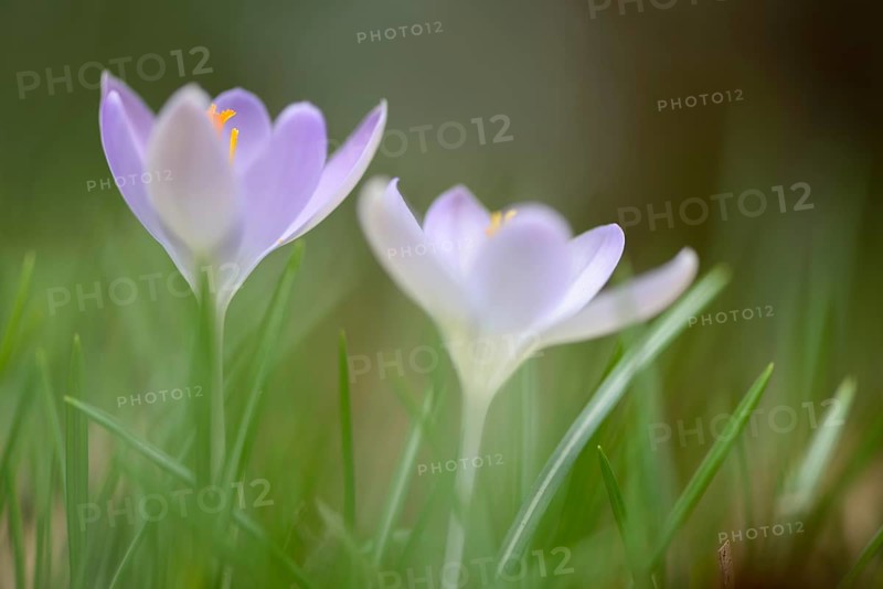 Woodland Crocus or Tommasini's Crocus (Crocus tommasinianus)