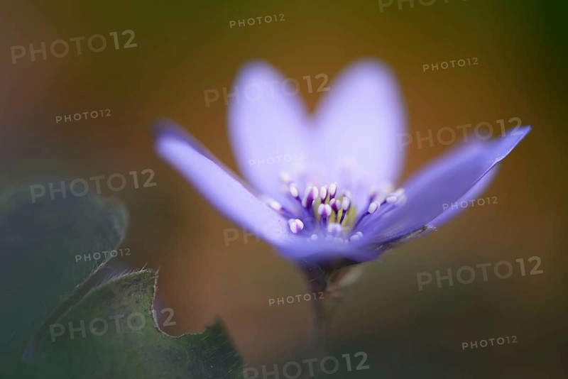 Transylvanian Hepatica (Hepatica transsylvanica)