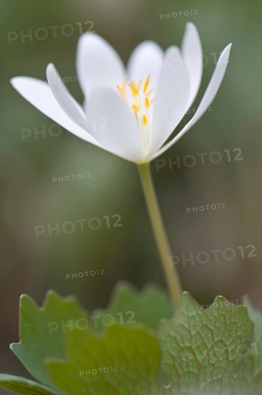 Canadian Bloodroot (Sanguinaria canadensis)