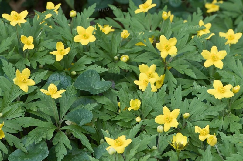 Yellow Wood Anemone or Buttercup Anemone (Anemone ranunculoides)