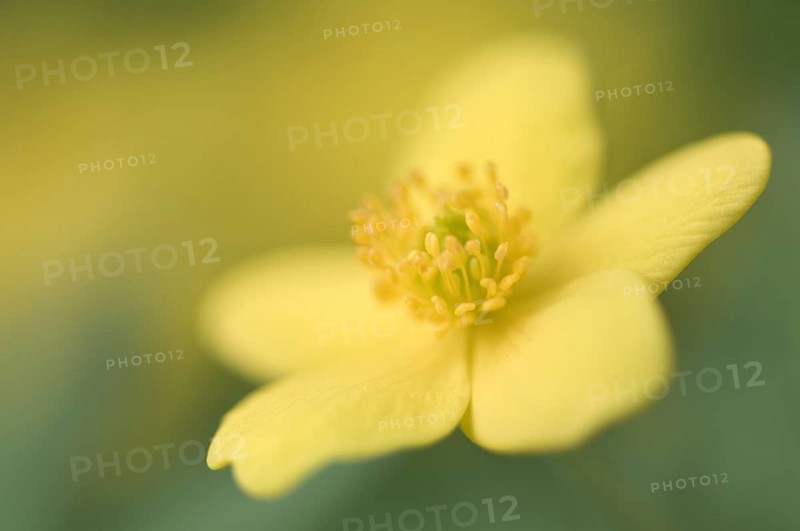 Yellow Wood Anemone or Buttercup Anemone (Anemone ranunculoides)