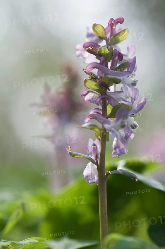Hollowroot Birthwort (Corydalis cava)