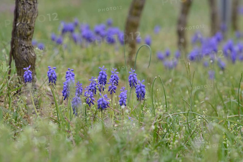 Grape Hyacinths (Muscari botryoides) between grapevines