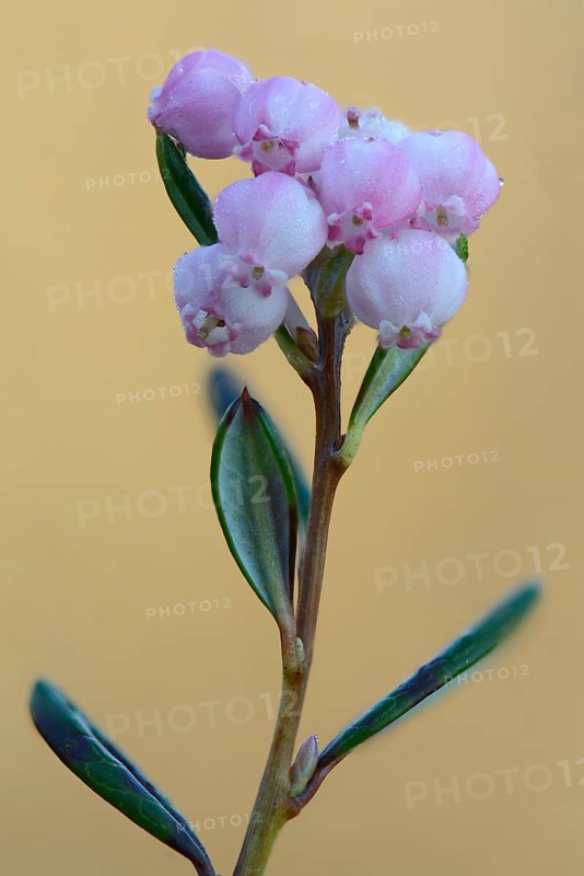 Bog Rosemary (Andromeda polyfolia)