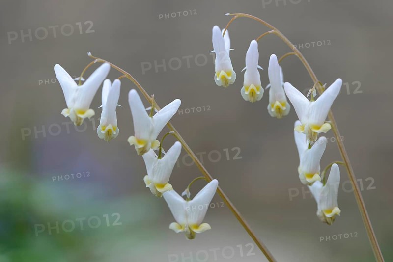 Dutchman's Breeches (Dicentra cucullaria)